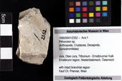 Foto (Objket + Etiketten) von Pithonoton sp. 